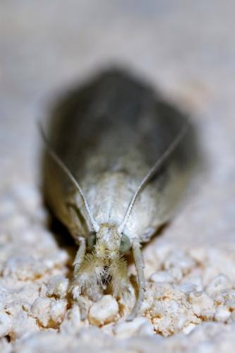 Réf. 336 103 : Calamotropha paludella